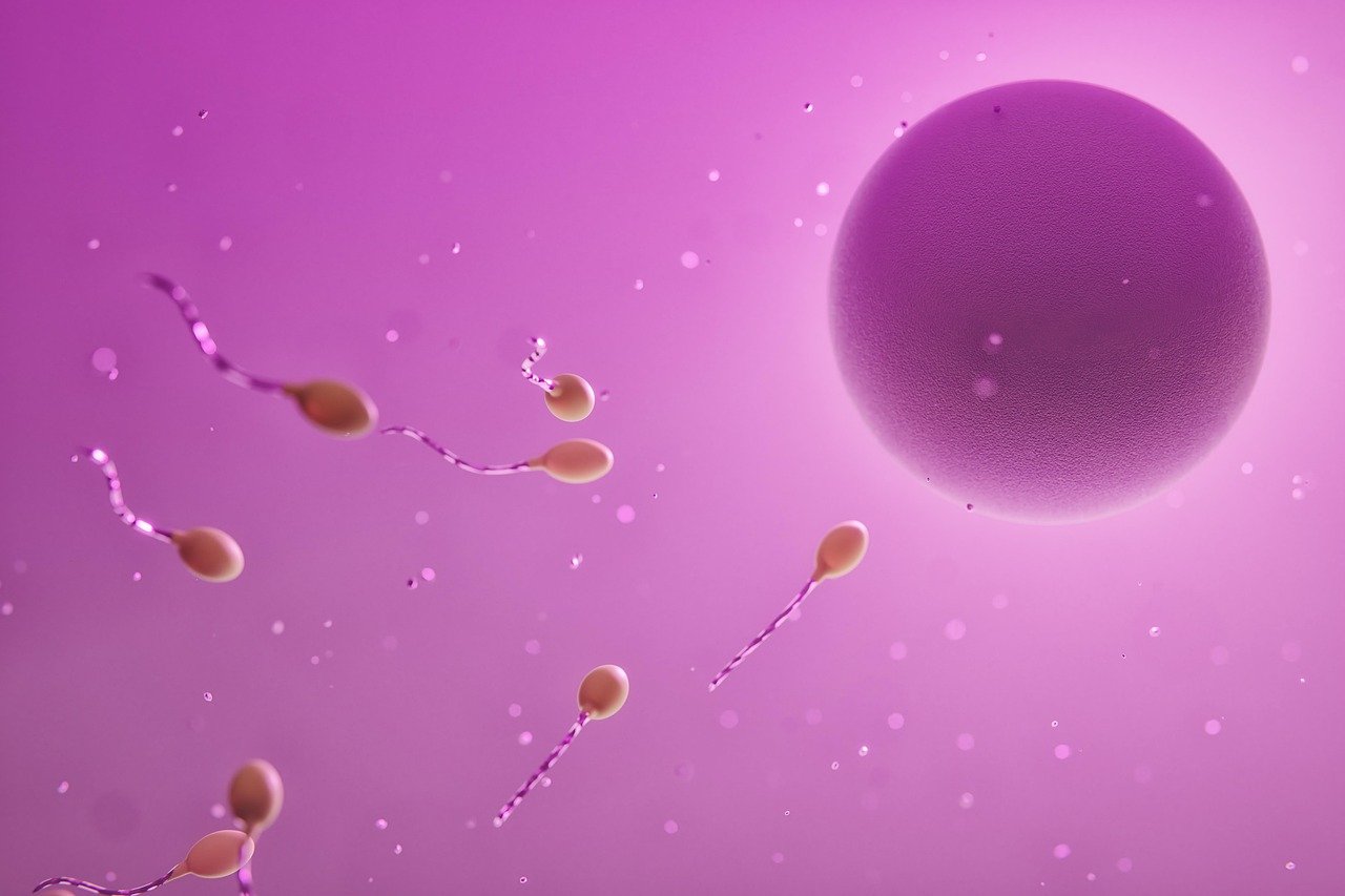 ovum, sperm, fertilization, egg cell, reproduction, ovum, sperm, sperm, sperm, sperm, sperm